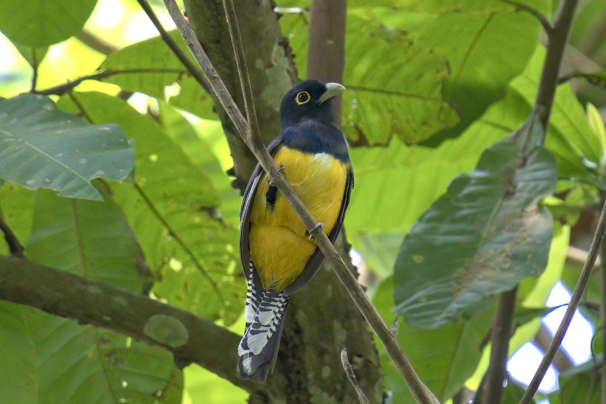 trogon podvazkový - ML623240386