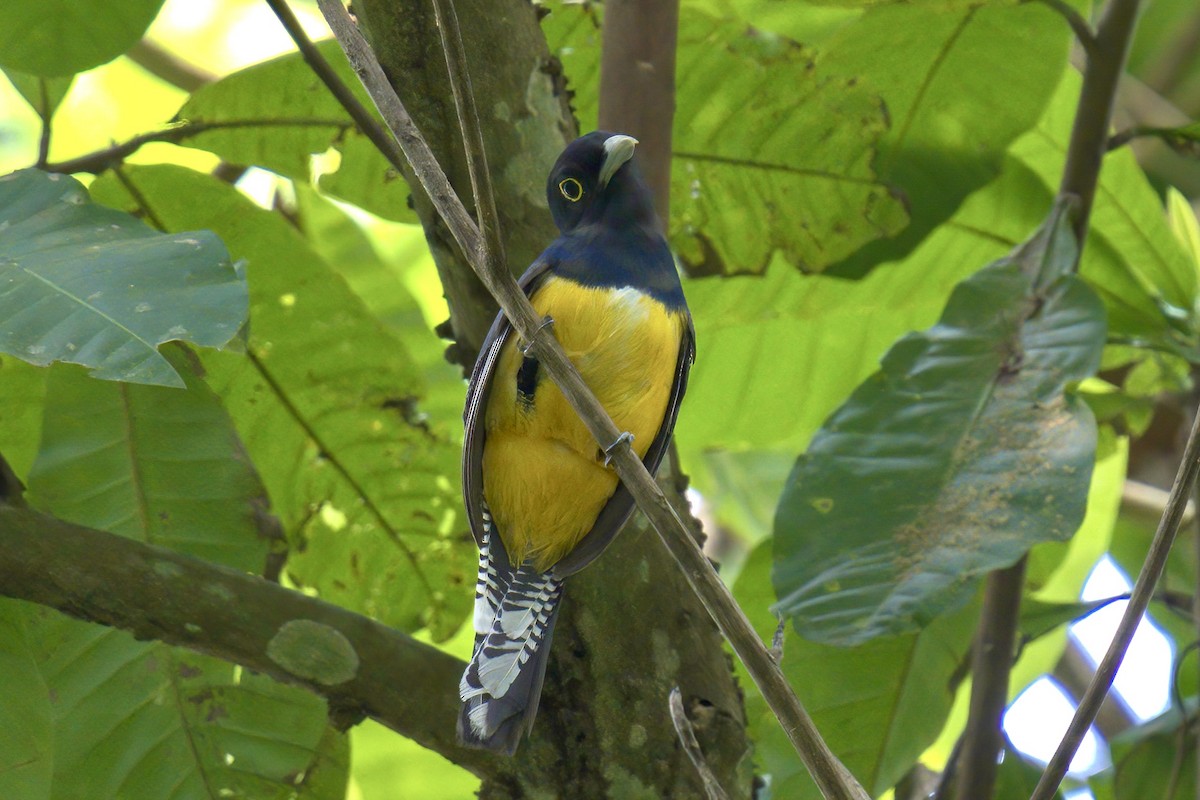 Gartered Trogon - Mark Wilson