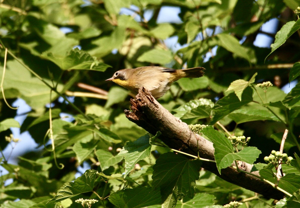 Common Yellowthroat - ML623240388