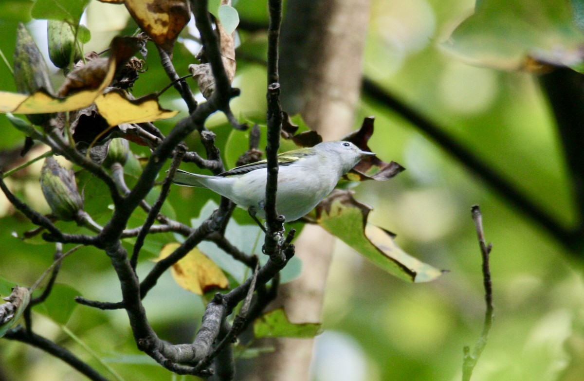 Chestnut-sided Warbler - ML623240406