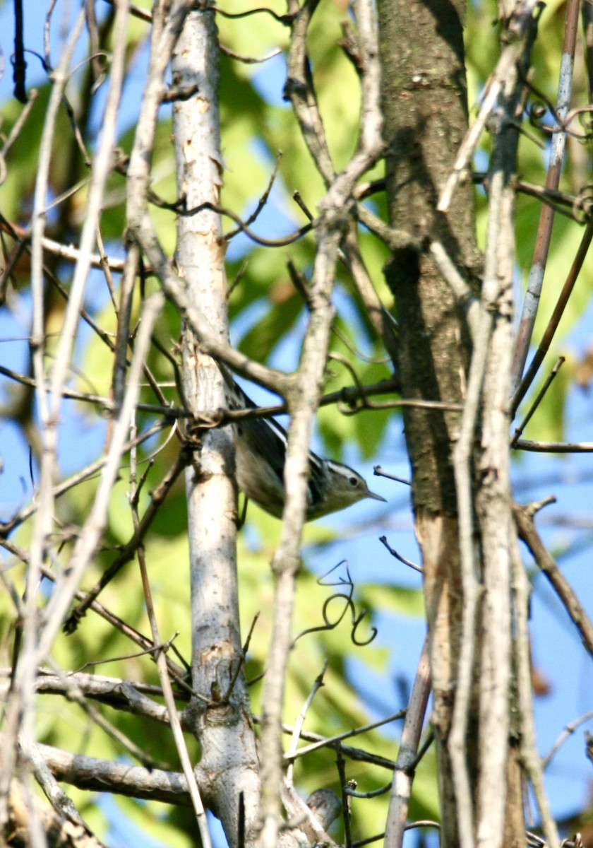 Black-and-white Warbler - ML623240417