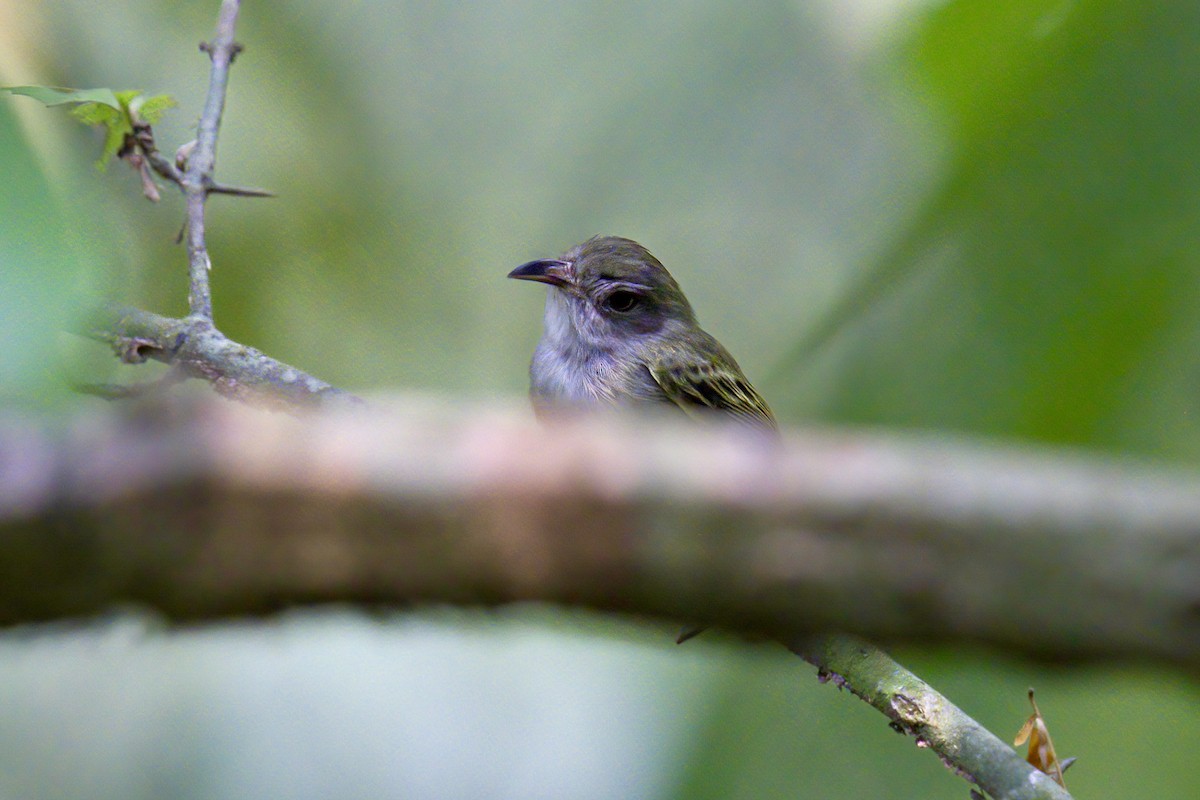 Northern Bentbill - Mark Wilson