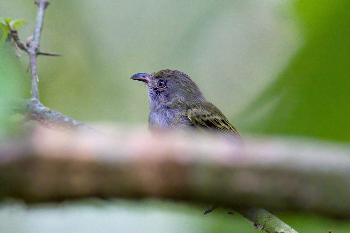 Northern Bentbill - ML623240429