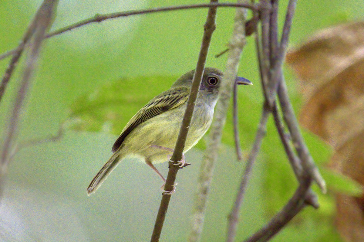 Northern Bentbill - ML623240430