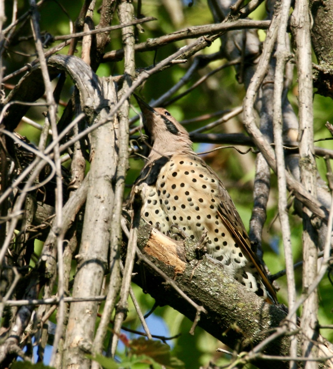 Northern Flicker - ML623240439