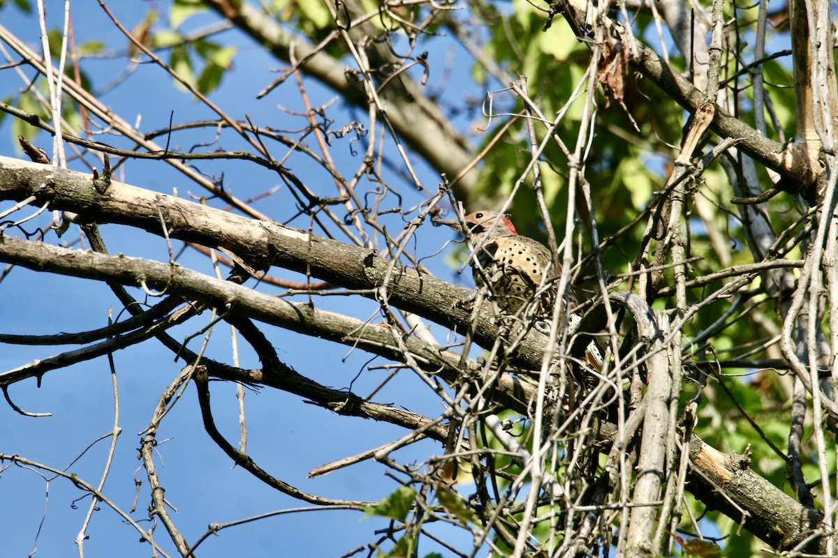 Northern Flicker - ML623240440