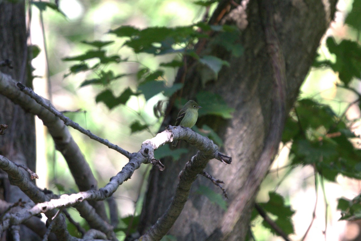 Yellow-bellied Flycatcher - ML623240446