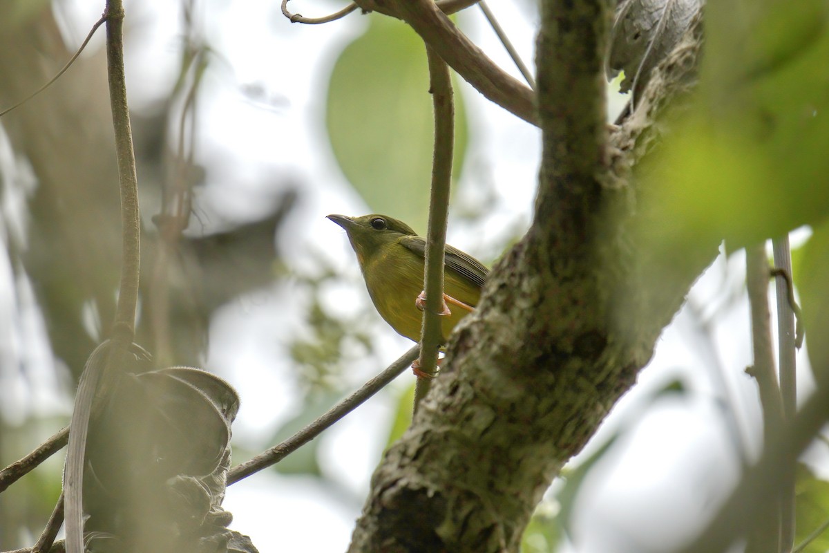 Orange-collared Manakin - ML623240448