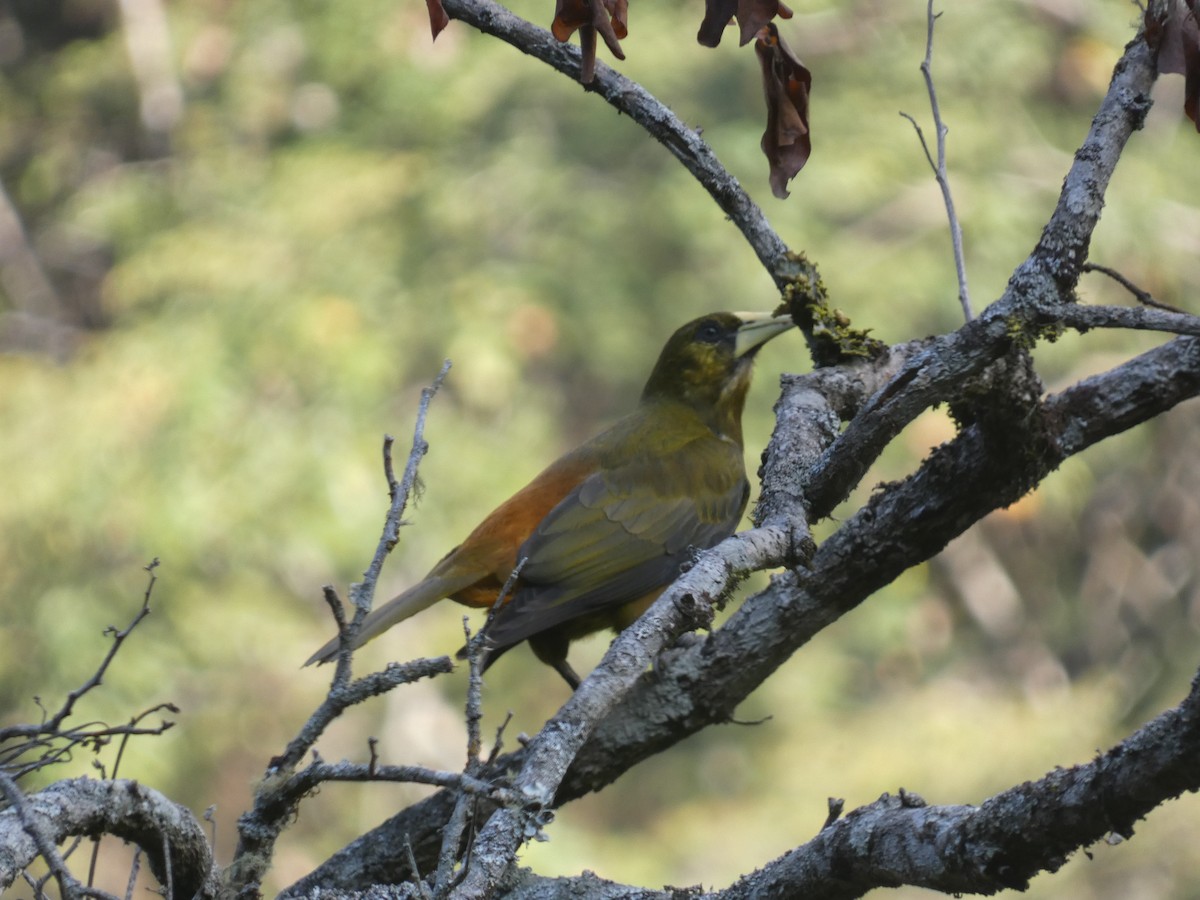 Dusky-green Oropendola - Daniel Soria