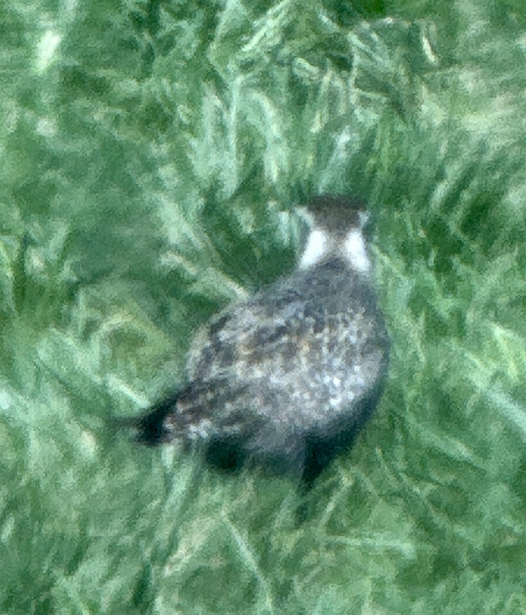 American Golden-Plover - ML623240510