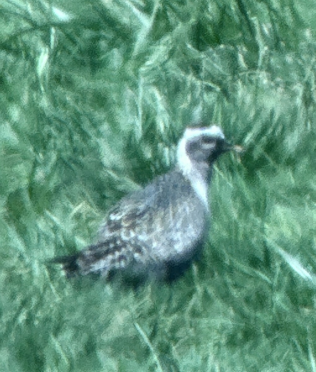 American Golden-Plover - ML623240511