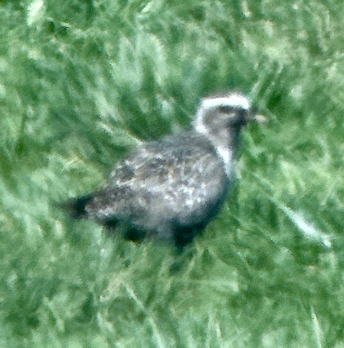 American Golden-Plover - ML623240512