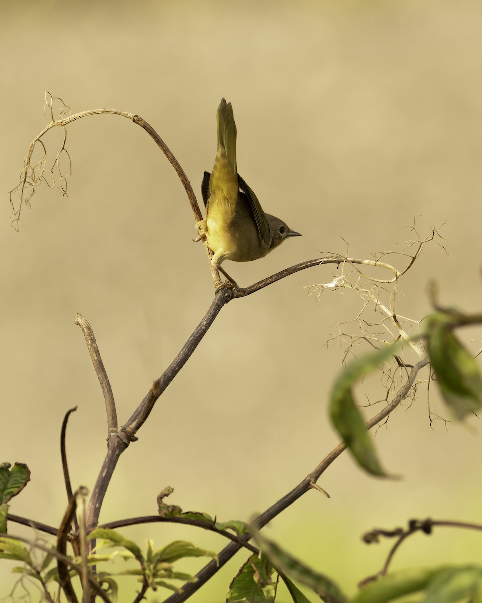 Common Yellowthroat - carol turnbull