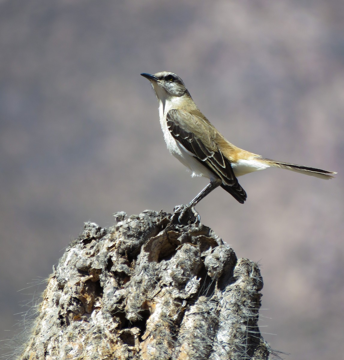 Brown-backed Mockingbird - ML623240569