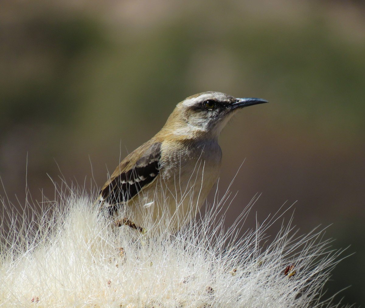 Brown-backed Mockingbird - Marisel Morales