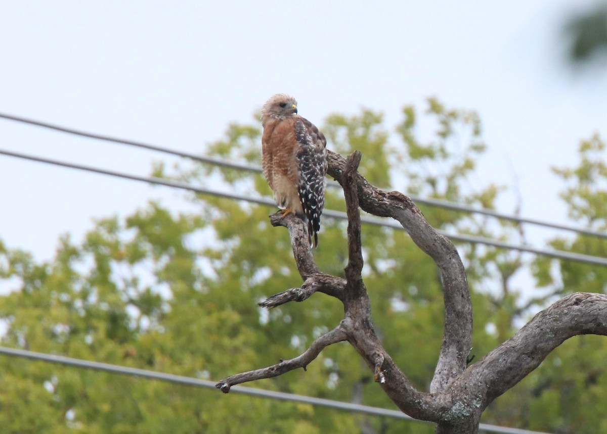 Red-shouldered Hawk - Ruth King