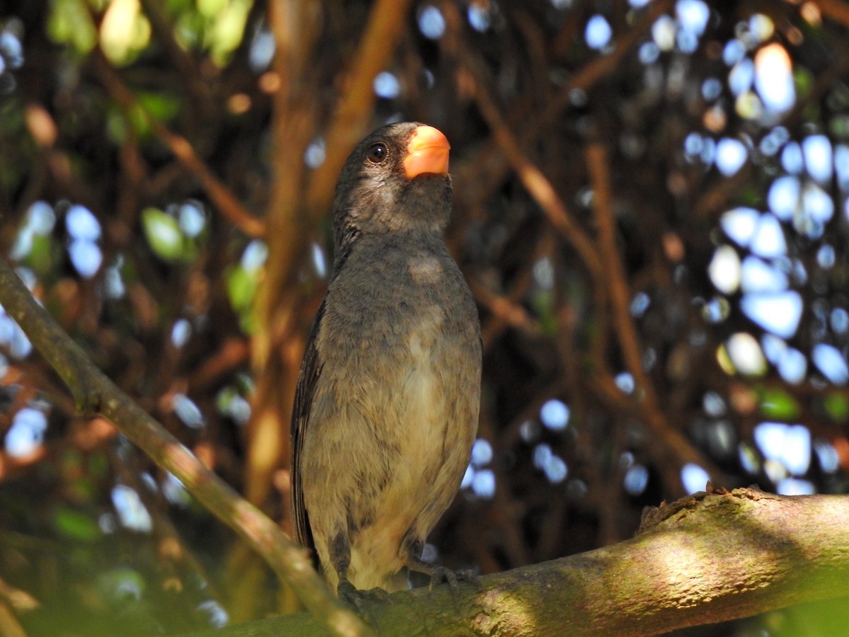 Gray Seedeater - David Ricardo Rodríguez Villamil