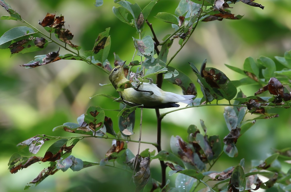 Tennessee Warbler - ML623240689