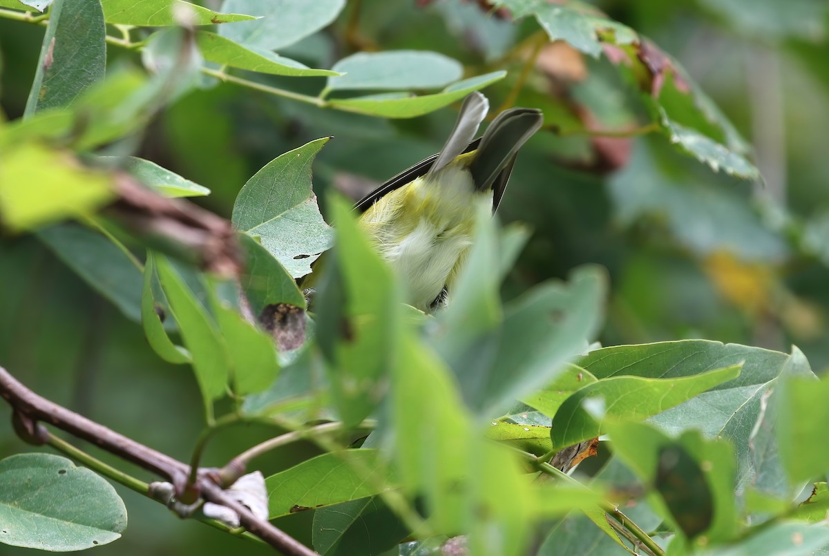 Tennessee Warbler - ML623240692