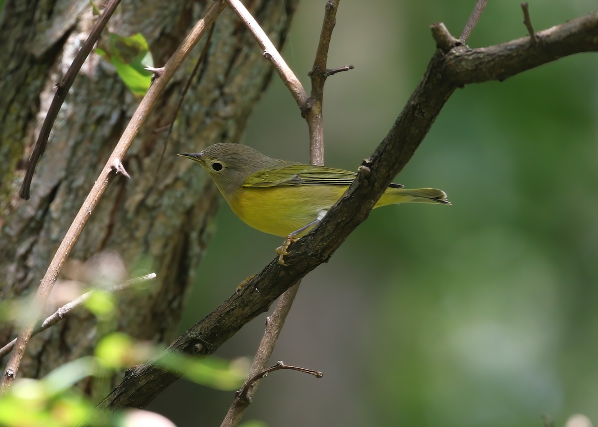 Nashville Warbler - ML623240695