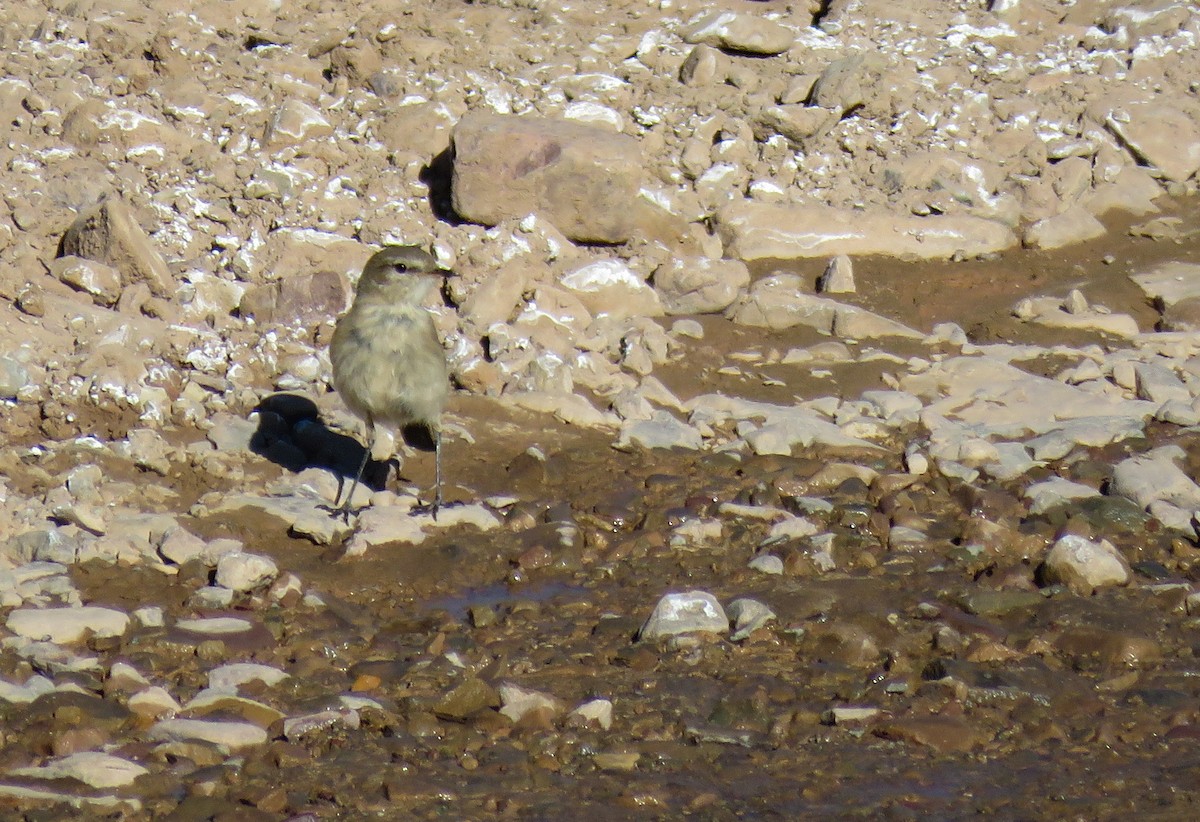 Spot-billed Ground-Tyrant - Marisel Morales