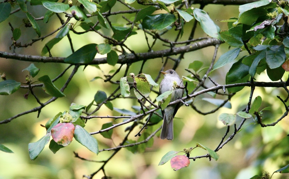 Eastern Wood-Pewee - ML623240720