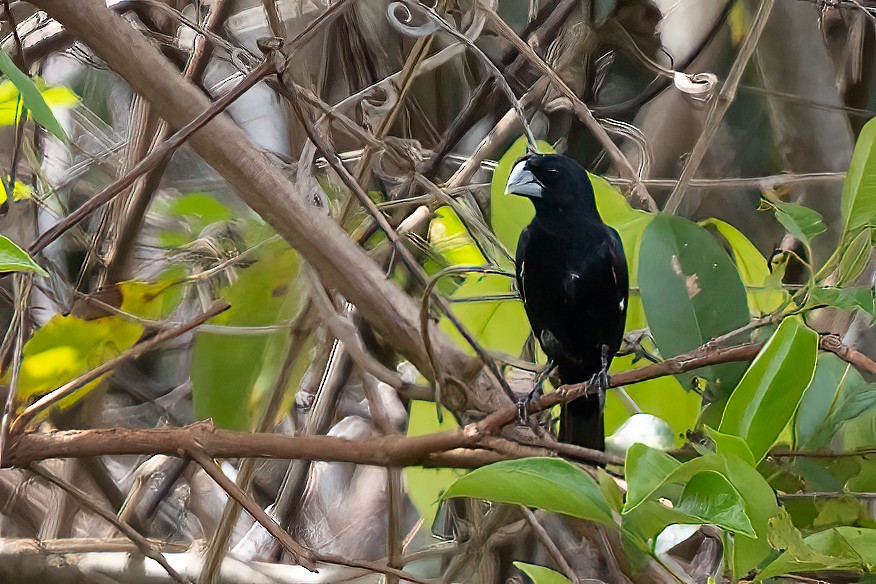 Large-billed Seed-Finch - Sergio Porto