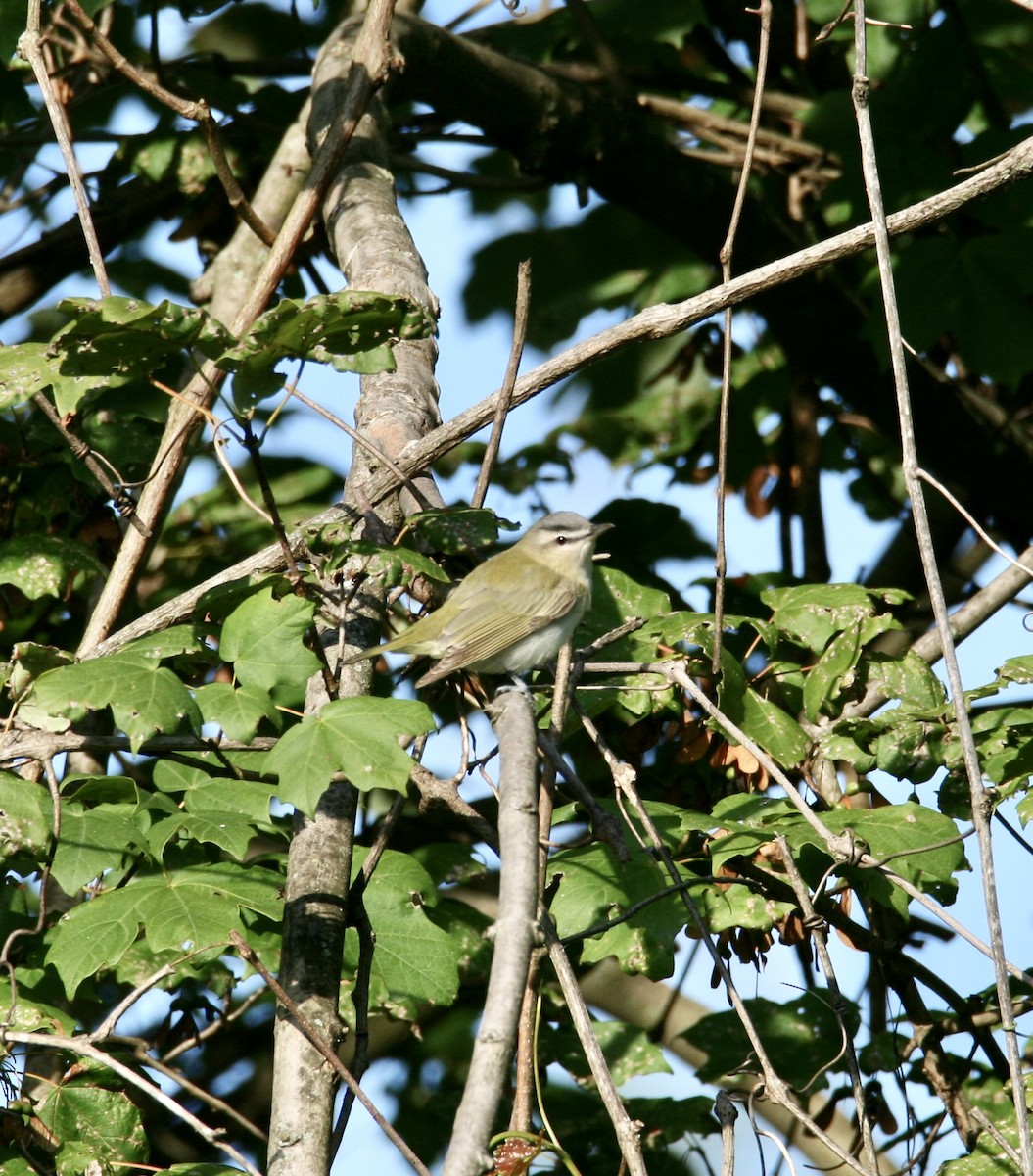 Red-eyed Vireo - ML623240750