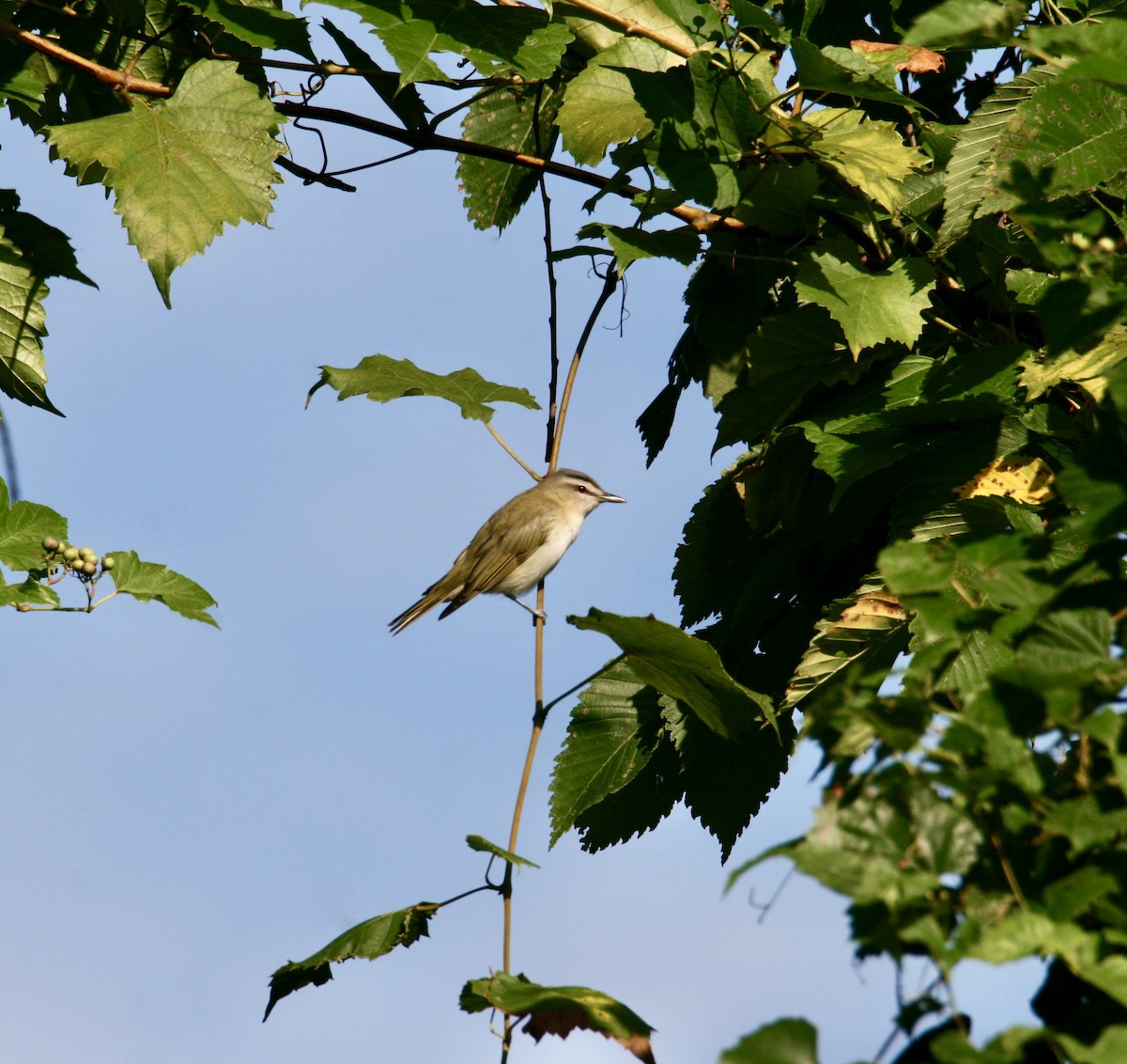 Red-eyed Vireo - ML623240751