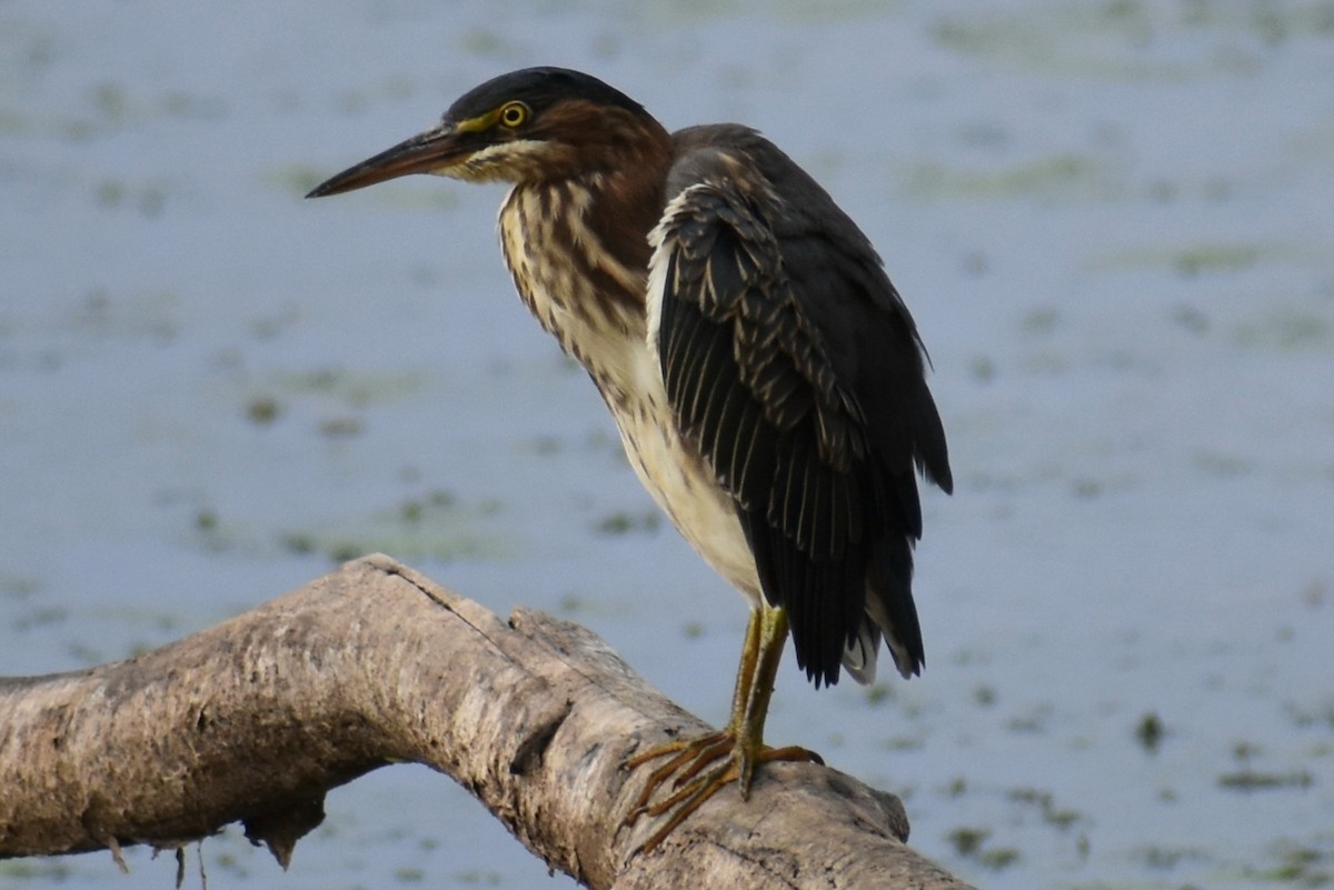 Green Heron - ML623240776