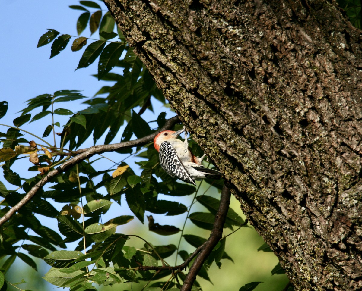 Red-bellied Woodpecker - ML623240777