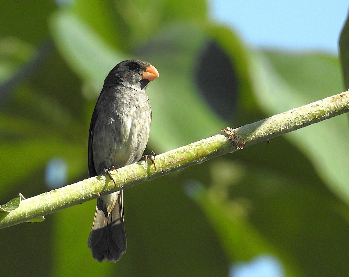 Gray Seedeater - ML623240853