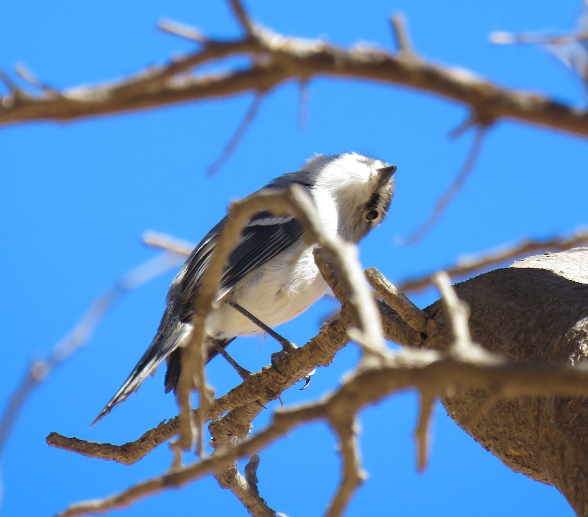 White-crested Tyrannulet (White-bellied) - ML623240887