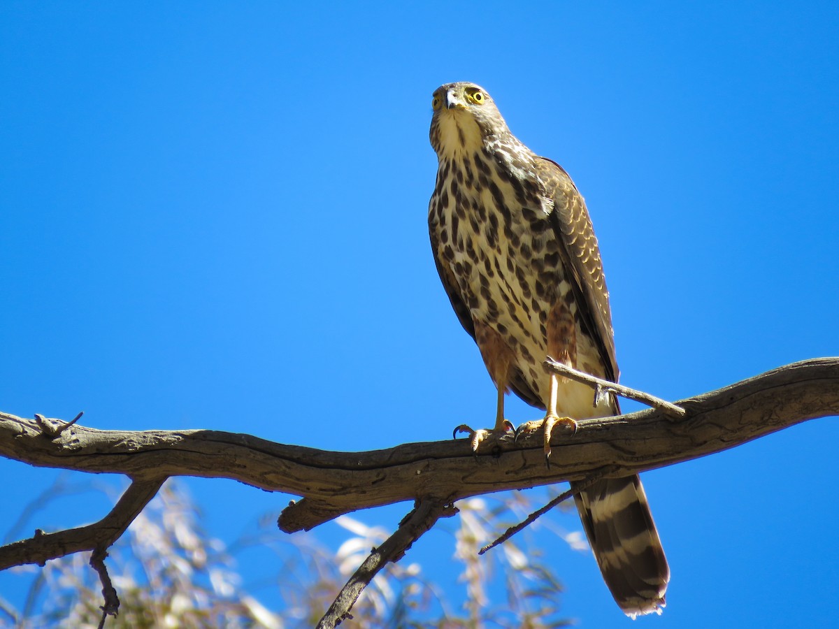 Bicolored Hawk - ML623240914