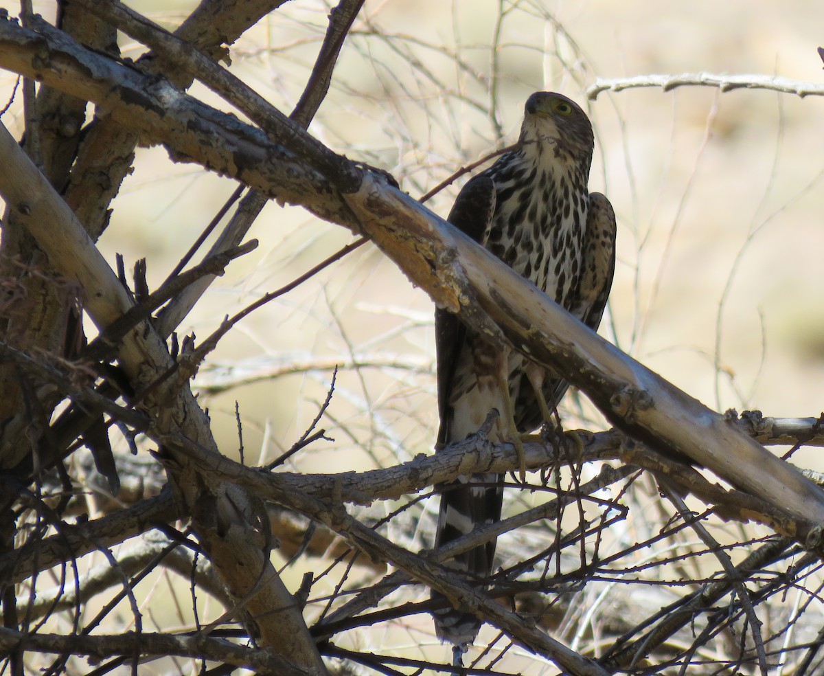 Bicolored Hawk - ML623240922