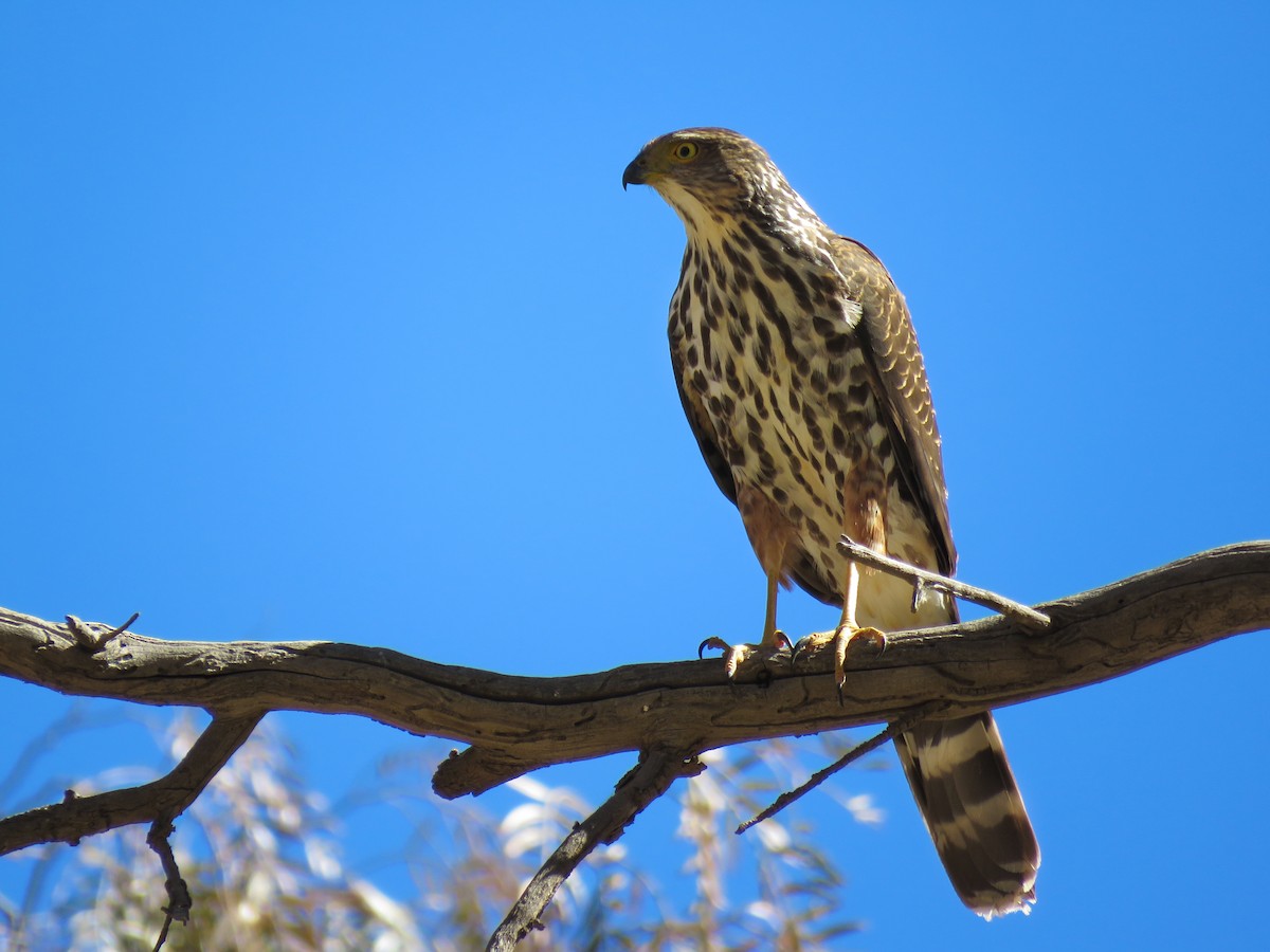 Bicolored Hawk - ML623240923