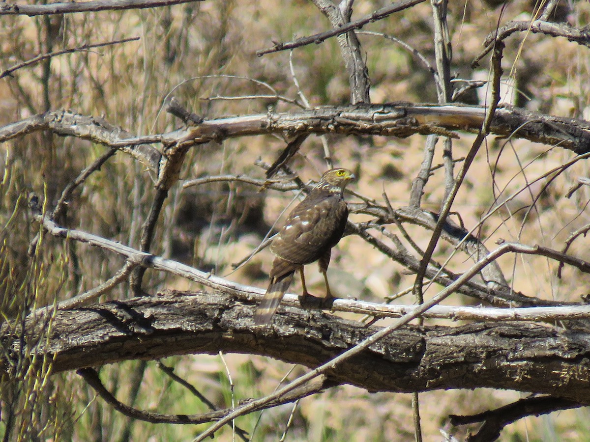 Bicolored Hawk - Marisel Morales