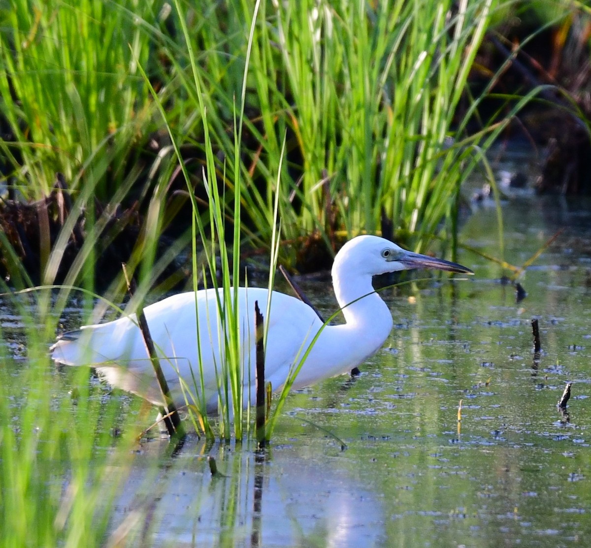 Little Blue Heron - mike shaw