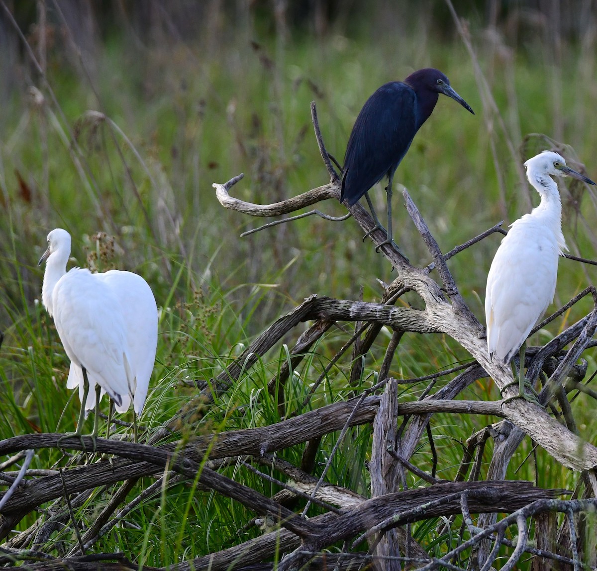 Little Blue Heron - mike shaw