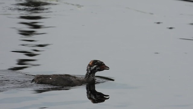 Pied-billed Grebe - ML623240960