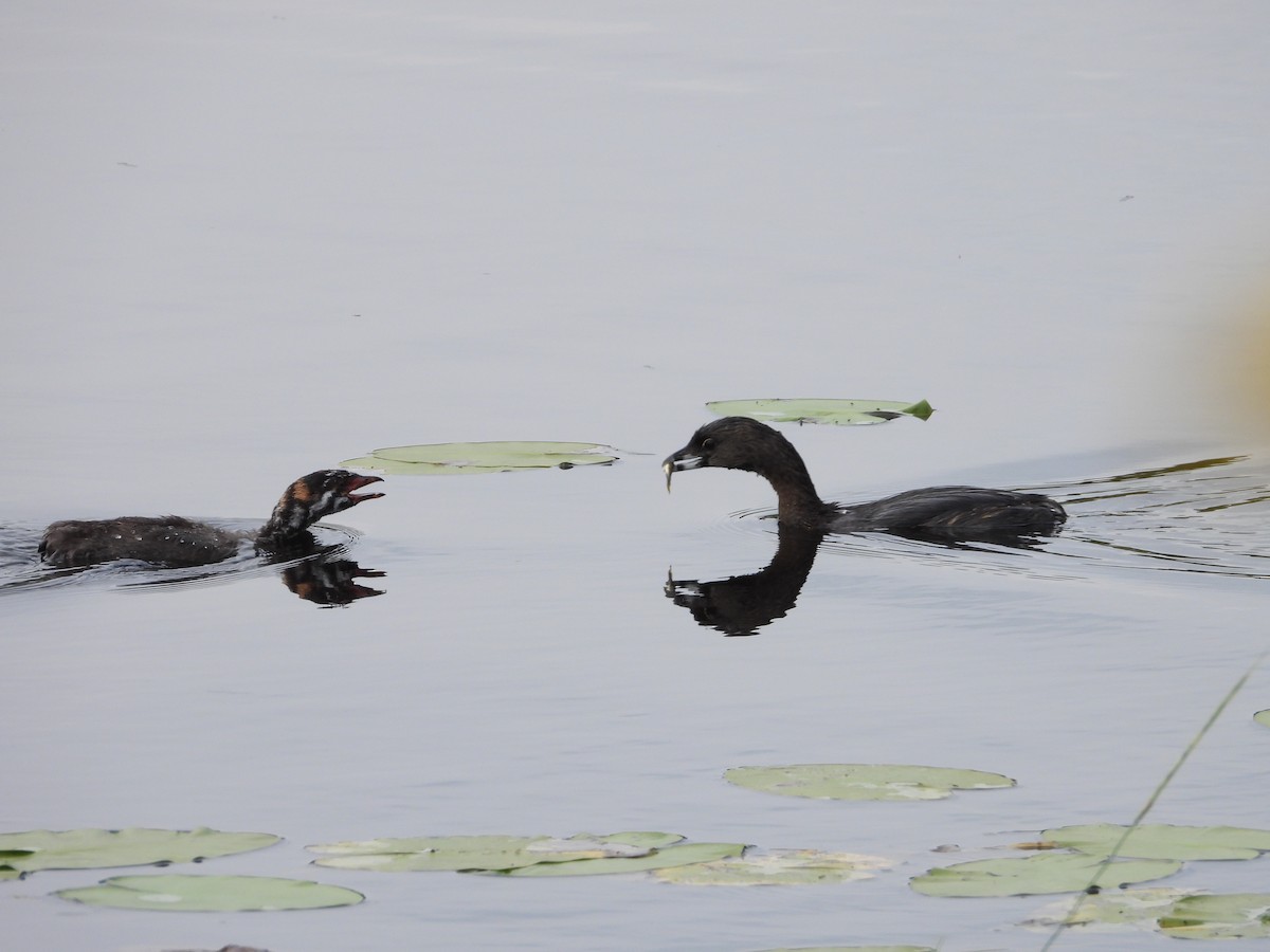 Pied-billed Grebe - ML623240978