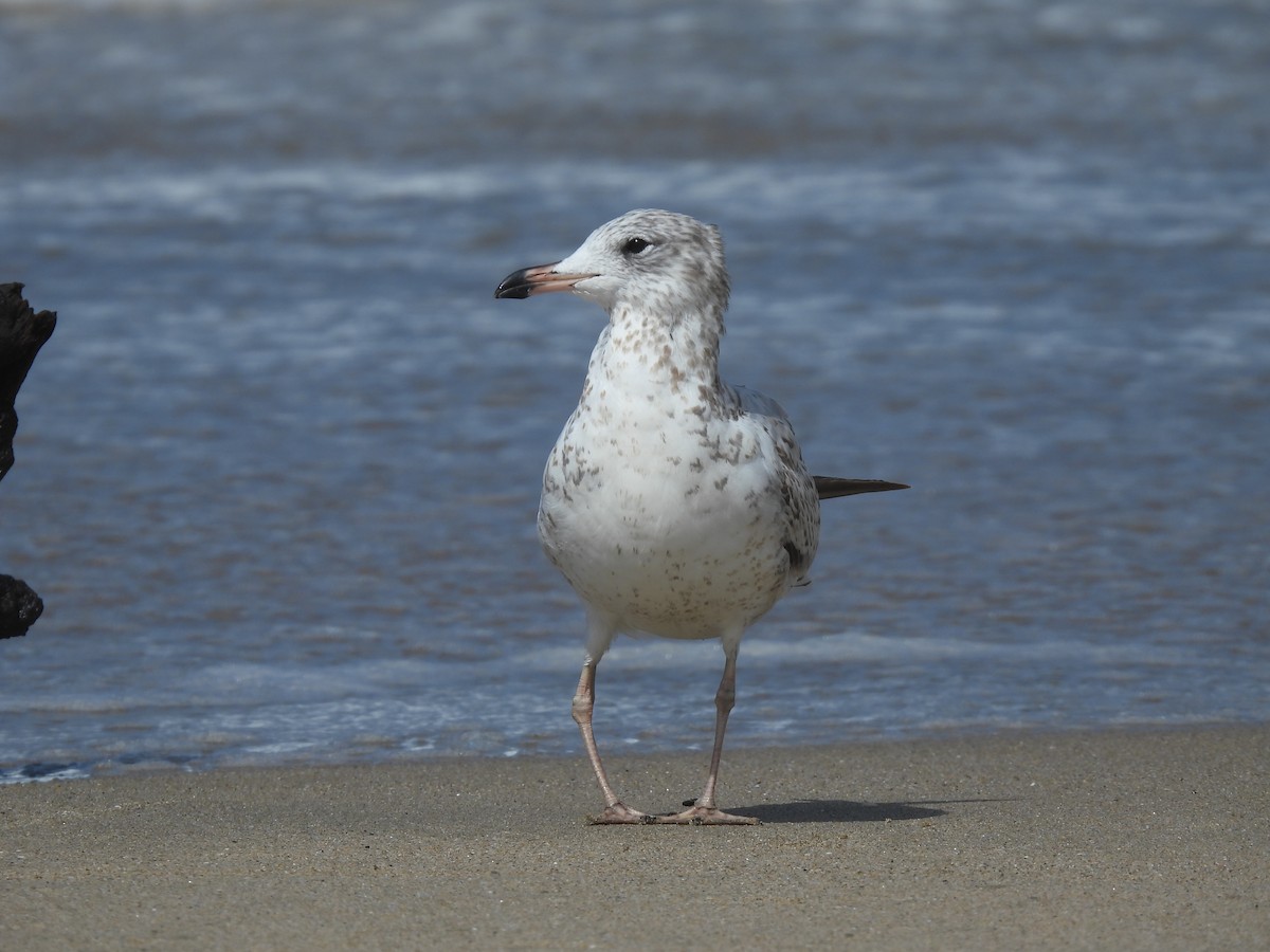 Ring-billed Gull - ML623240991