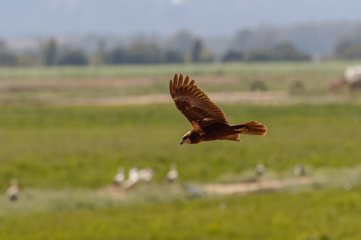 Falco di palude - ML623241049