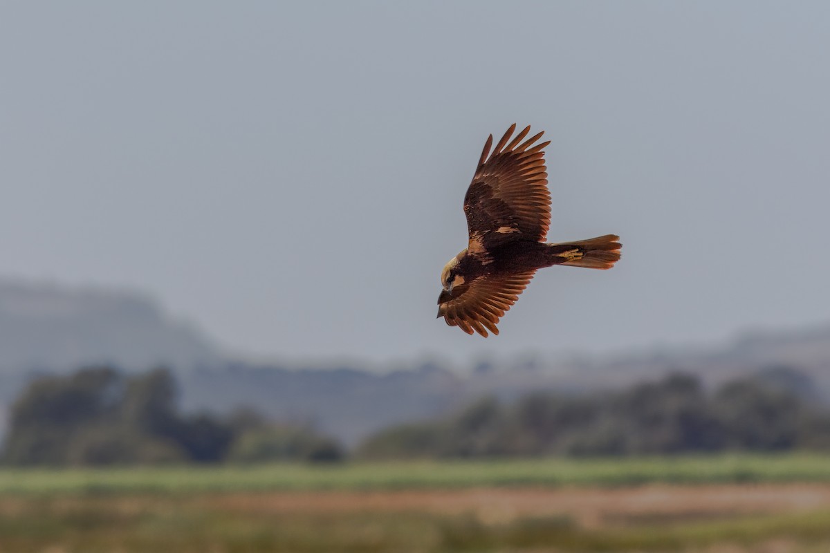 Falco di palude - ML623241050