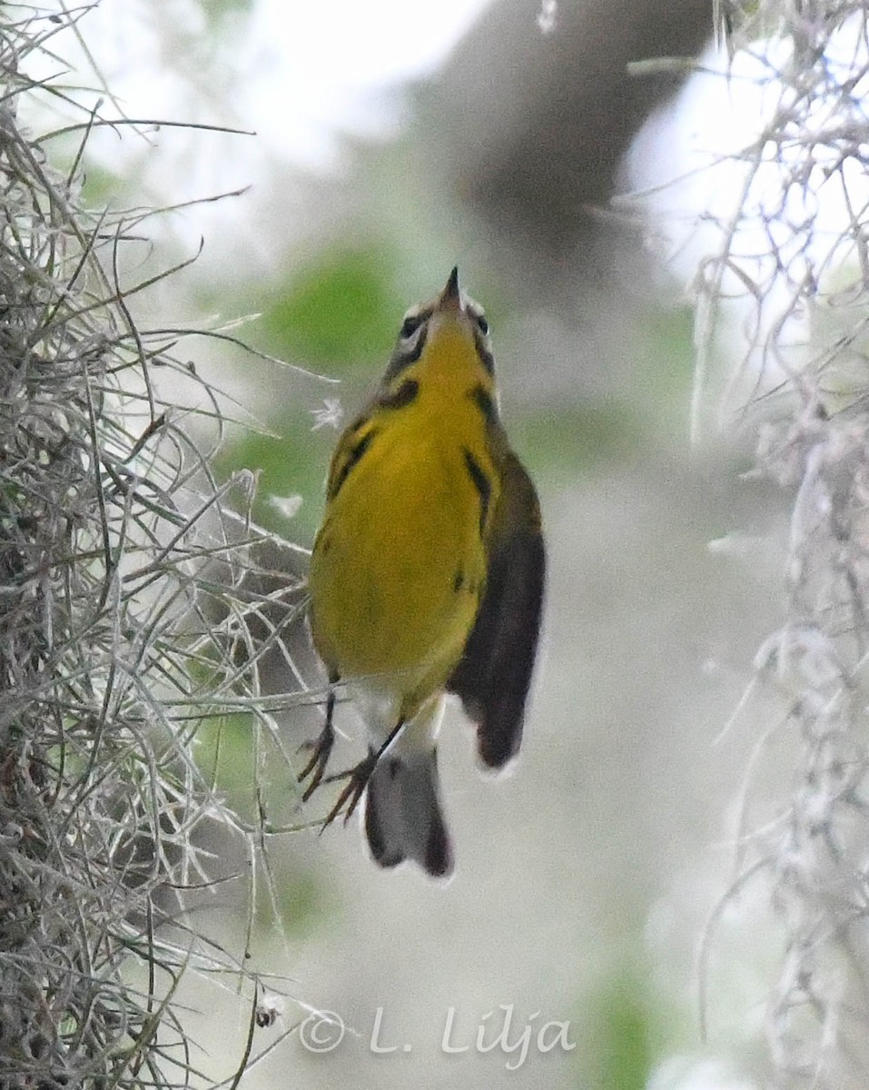 Prairie Warbler - ML623241051