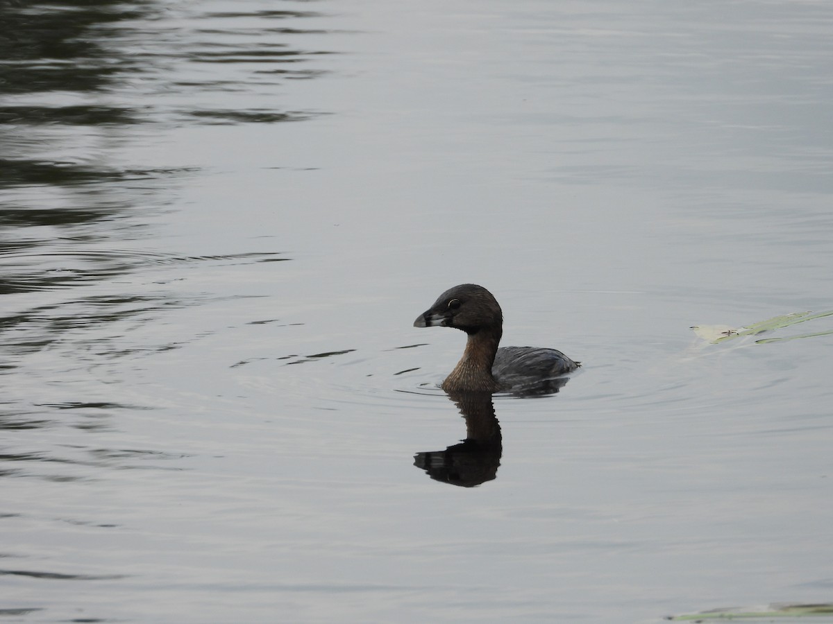 Pied-billed Grebe - ML623241074