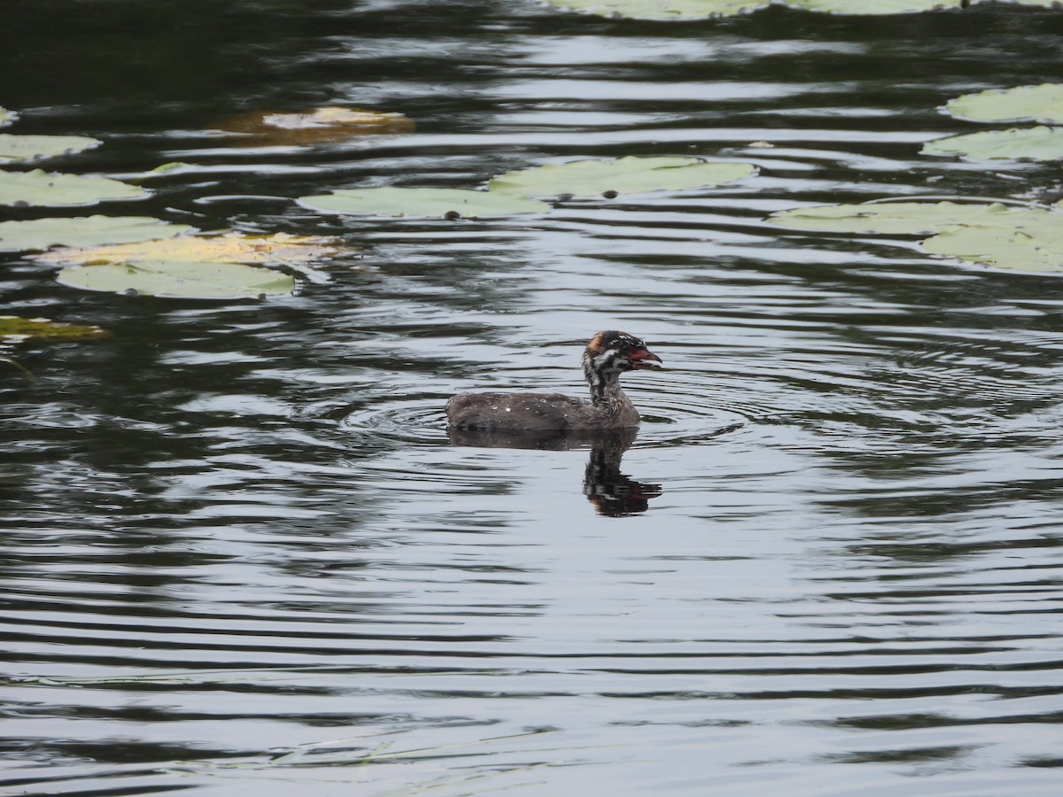 Pied-billed Grebe - ML623241083