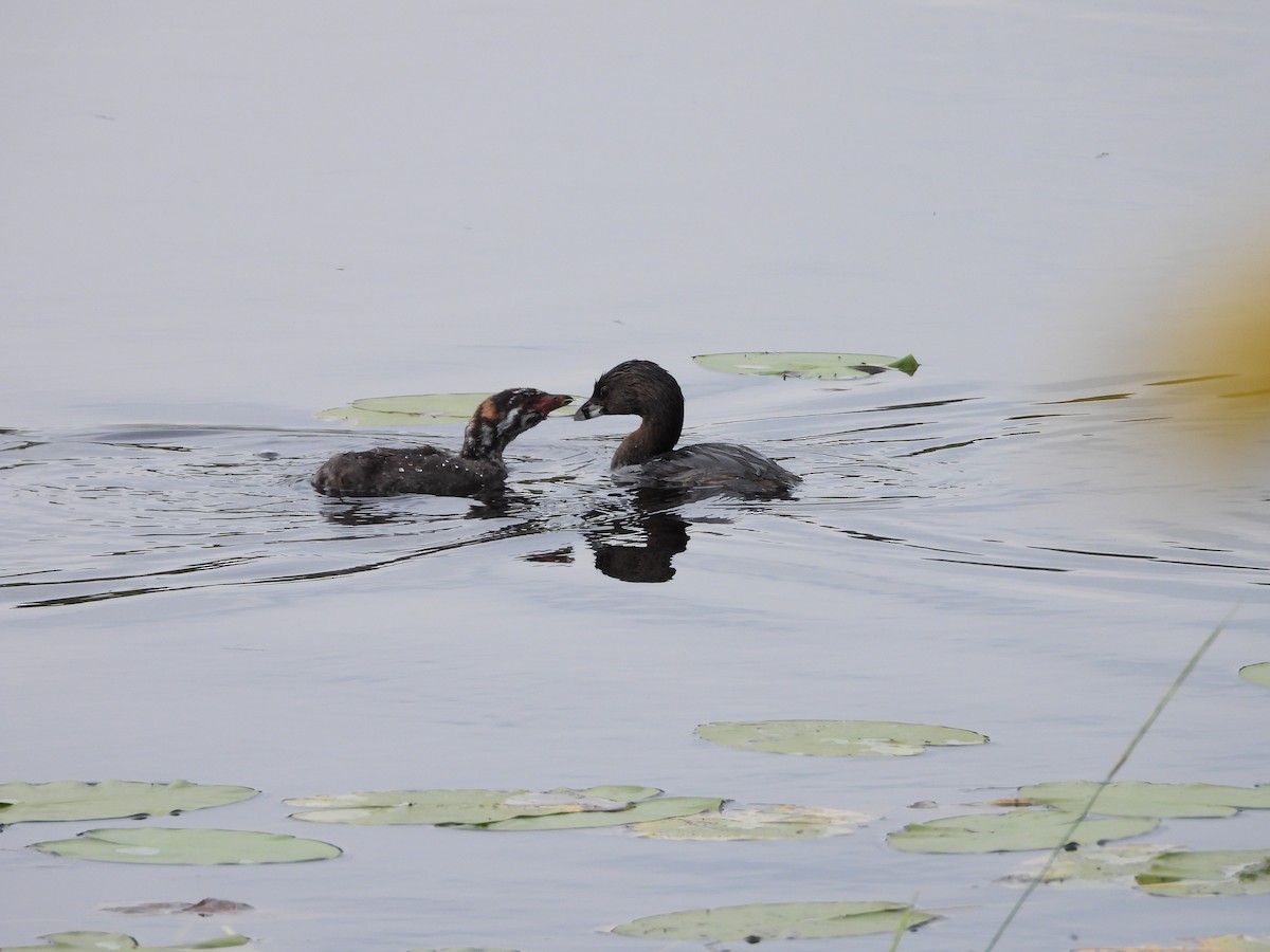 Pied-billed Grebe - ML623241116