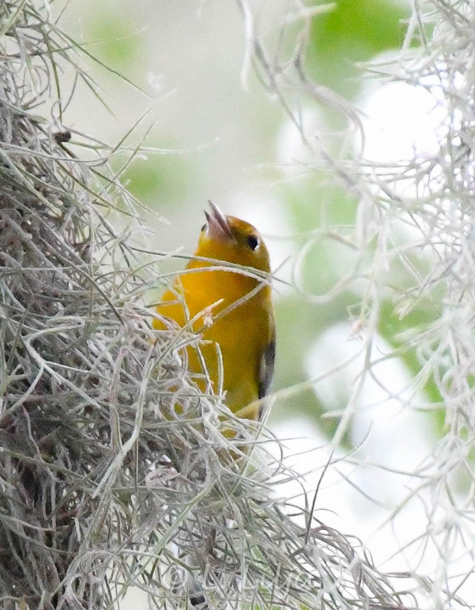 Prothonotary Warbler - ML623241117