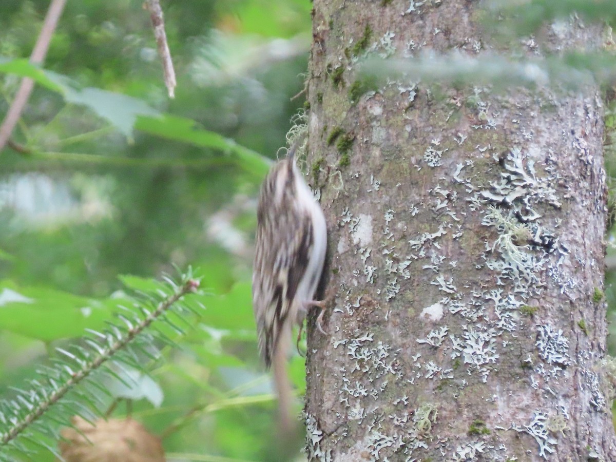 Brown Creeper - ML623241122